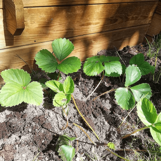 Het verhaal van Myrthe