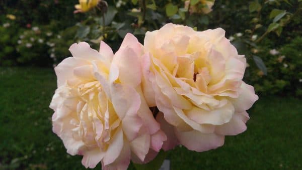 Het verhaal van Margreeth